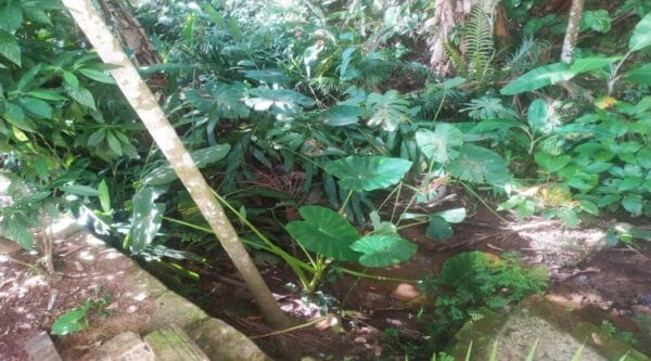 VENDE-SE ÓTIMA ÁREA RURAL - Image 11